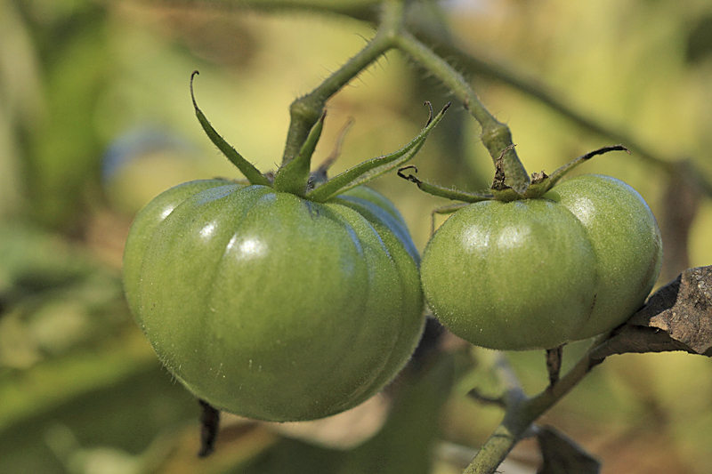 Agricultural Photography of Heirloom Tomatoes Hanging on Vine